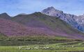 雪峰映花海　马牙雪山下的杜鹃花事