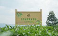 舒蕾景迈山溯源:探寻古树滇青绿茶的东方植萃能量