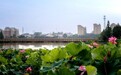 奉新县：荷塘“悦”色（图）