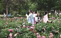 长春公园6万余株芍药绽放