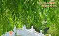 “你好，运河”（74）：最美的风景