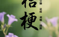 “AI”上中医药·每天认识一味中草药（45）｜桔梗