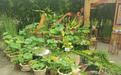 保定市植物园第六届水生植物艺术展开幕，听荷绘境、科普互动