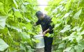 柳河：棚膜经济激活乡村发展新动能