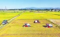 永丰县：早稻收割忙（图）