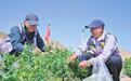 兰州新区搭建“折翼天使”劳动实践平台