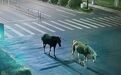 杭州马路上 真有马！凌晨市民紧急报警：两匹马逛马路