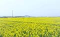 安徽庐江：油菜生“金”榨出乡村振兴“致富油”