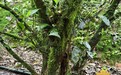 仙珍：百年风骨凝一盏,岩骨花香共知音-岩韵沁城茶业