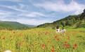 蛟河市幽芳谷：盛夏赏花海，生态旅游助力乡村振兴