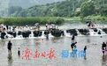 高温天玉符河成消暑热门地 戏水露营乐趣多