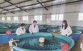 寒地渔歌：塔河县冷水鱼产业的破冰之路