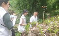 四川省合江县：石斛飘香，铺就产业与民生幸福路