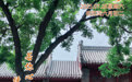 “你好，运河”（87）：做自己的太阳
