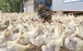 “鹅鹅鹅”！大庆杜尔伯特唱响富民向天歌
