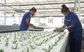 宁波援疆农业技术赋能，“南菜北种”在戈壁绿洲成为现实