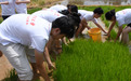 躬身沃土学插秧 青春课堂在田间——江西财大学子永和镇劳动实践记