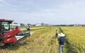 757.4公斤，这里的早稻亩产刷新全市纪录