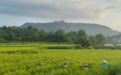 靖州：飞山脚下制种忙 田间管护正当时