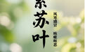 “AI”上中医药·每天认识一味中草药（56）｜紫苏叶