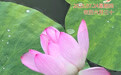“你好，运河”（85）：渺渺清风