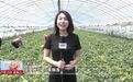 长春市双阳区：甜瓜抢“鲜”上市 瓜农“甜蜜”增收