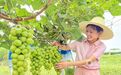 万安县：葡萄采摘正当时（图）