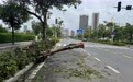 珠海诗僧路：台风过境超48小时，一倒伏树木横卧车道成“隐形杀手”