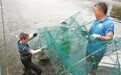 一天出货300公斤  鄞州咸祥养殖虾塘迎来“双抢”季