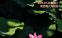 “你好，运河”（90）：花香满径