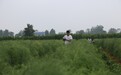 郏县：小芦笋种出大产业
