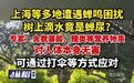 【#上海等多地遭遇蝉鸣困扰#，树上滴水竟是蝉尿？专家：对人体本身无害