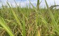 种植业应对台风“竹节草”技术措施