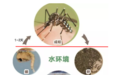 南昌发布健康提醒：预防基孔肯雅热 没有积水就没有蚊虫