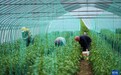 承德丰宁：蔬菜产业助力乡村振兴