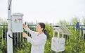 黄骅市的盐碱地里来了“数字哨兵”