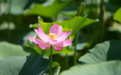 承德：盛夏时节荷花绽放 避暑山庄游人如织