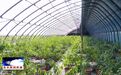 东丰食用菌种植专业合作社：一棚四季 “生金”助增收