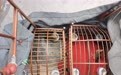 两人销售朱雀　农贸市场非法野生动物交易摊位被取缔