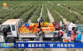 高原夏菜抢“鲜”上市　陇原盛夏采收忙