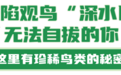 古树观鸟图鉴—4大主题20条线！玩转黄山→  | 皖美夏日