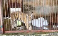 老虎舔冰块、猴子吹空调、羊驼剪毛……南昌动物园的动物们这样避暑