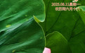 “你好，运河”（103）：出尘不染