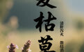 “AI”上中医药·每天认识一味中草药（83）｜夏枯草