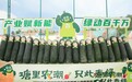 102.1斤黑皮冬瓜王诞生，大塘镇引领“农潮”新风尚