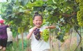 广昌县：体验采摘乐趣（图）