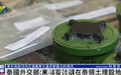 泰方称柬埔寨持续在泰领土埋设地雷