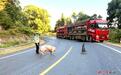 大货车抛锚100多头生猪中暑 峡江民警紧急救援