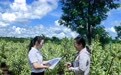 全省首单花卉风灾气象指数保险落地海口 8级台风及以上即触发理赔