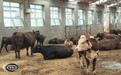 德惠市肉牛养殖“蓄”势勃发 群众增收“犇”劲十足
